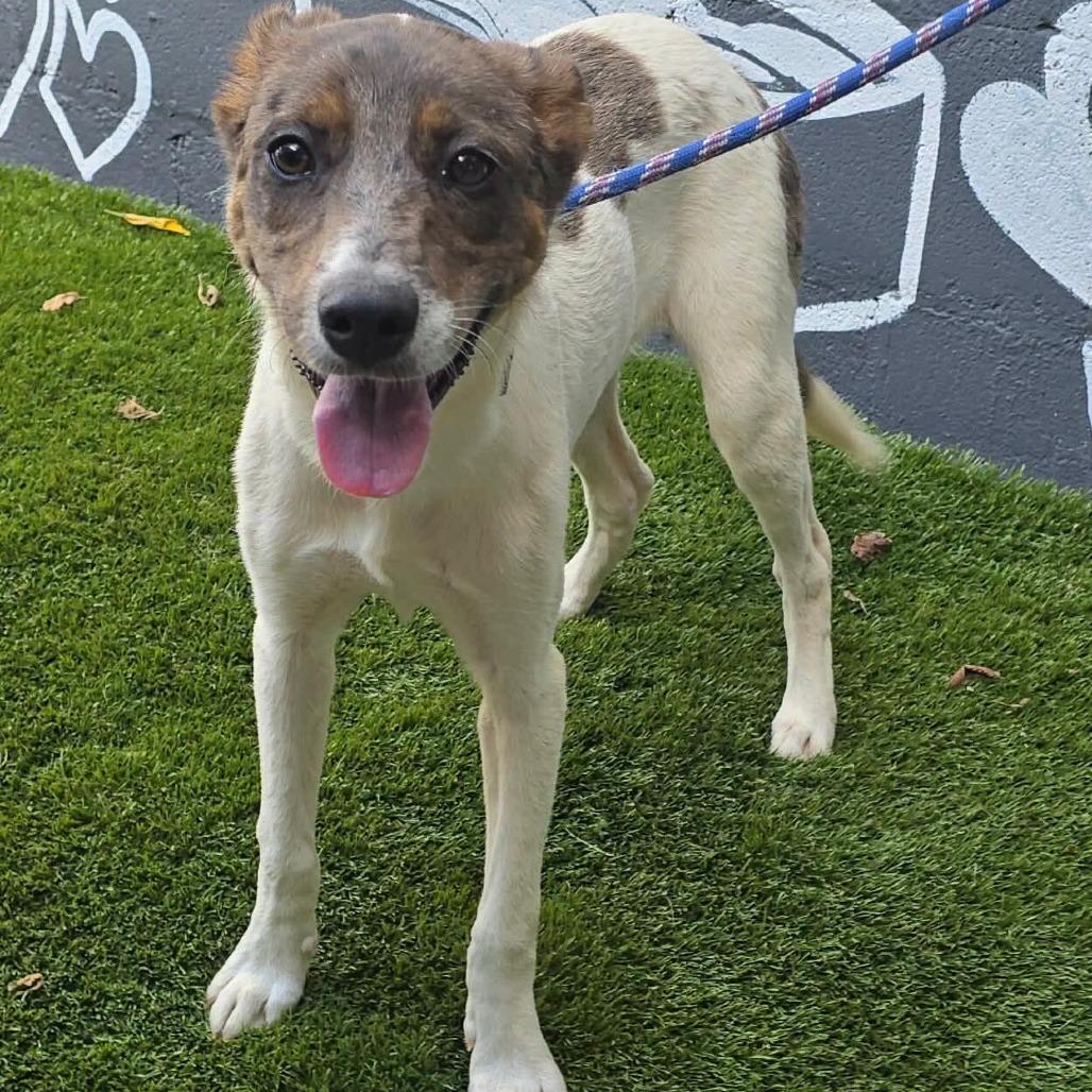 FOSTER NEEDED - Francis, Adoptable, Young Female Catahoula Leopard Dog & Mixed Breed.