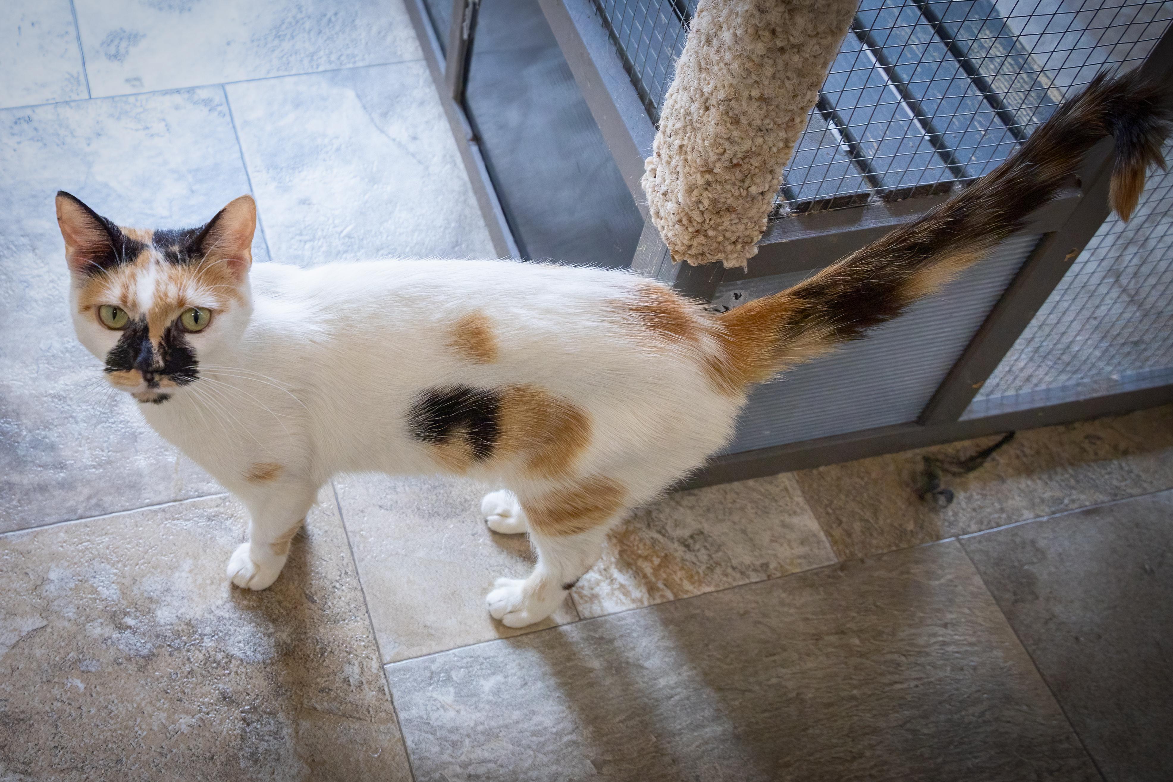 Jonie Mitchell thumbnail 2