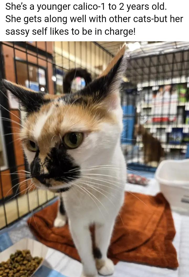 Jonie Mitchell thumbnail 3