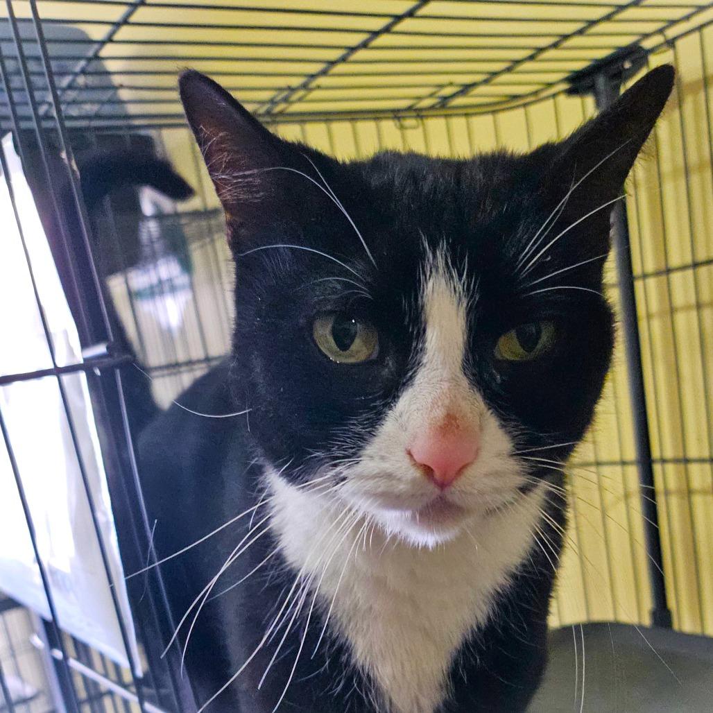 Luna, a Adoptable Domestic Short Hair in Wahiawa, HI image 1/3