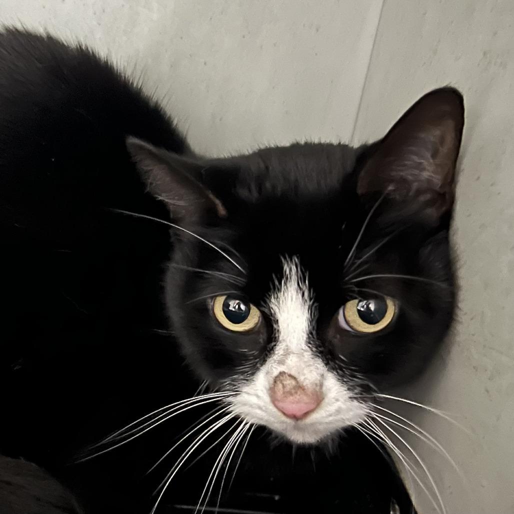 Luna, a Adoptable Domestic Short Hair in Wahiawa, HI image 2/3