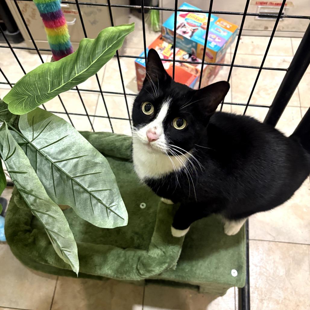Enlarge Luna, a Adoptable Domestic Short Hair in Wahiawa, HI image 2/4