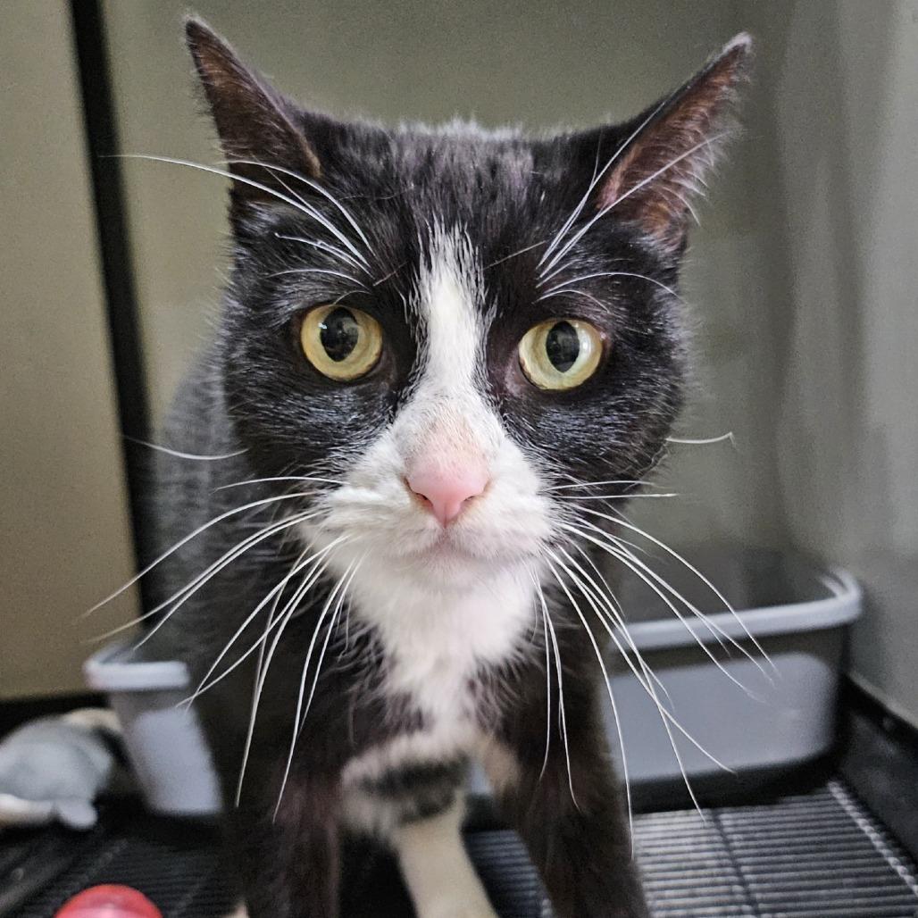 Luna, a Adoptable Domestic Short Hair in Wahiawa, HI image 3/3