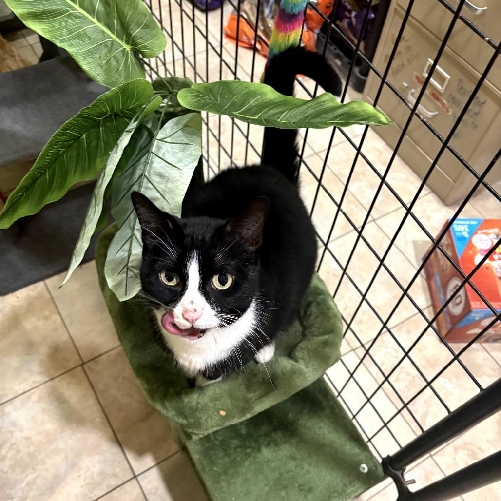 Enlarge Luna, a Adoptable Domestic Short Hair in Wahiawa, HI image 4/4