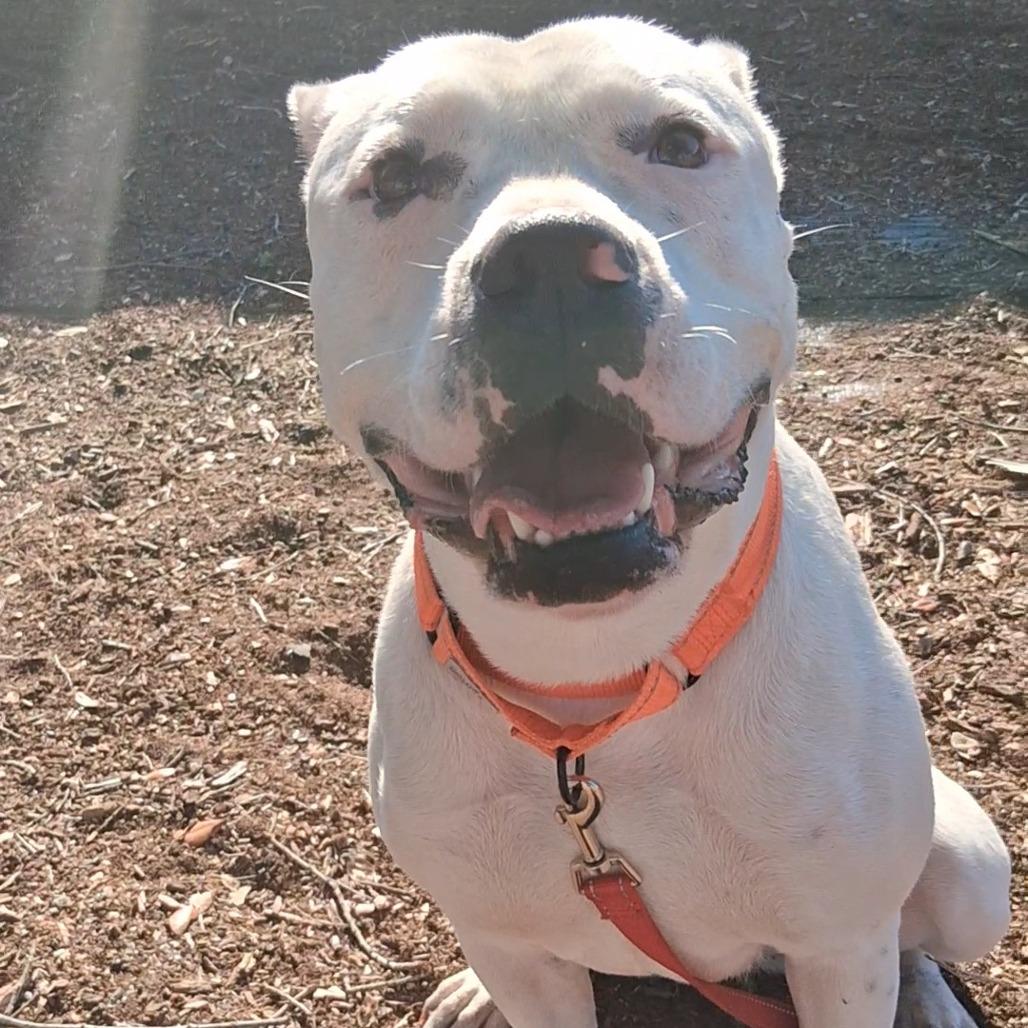 Enlarge Dippity, a Adoptable mixed breed in West Palm Beach, FL image 1/6