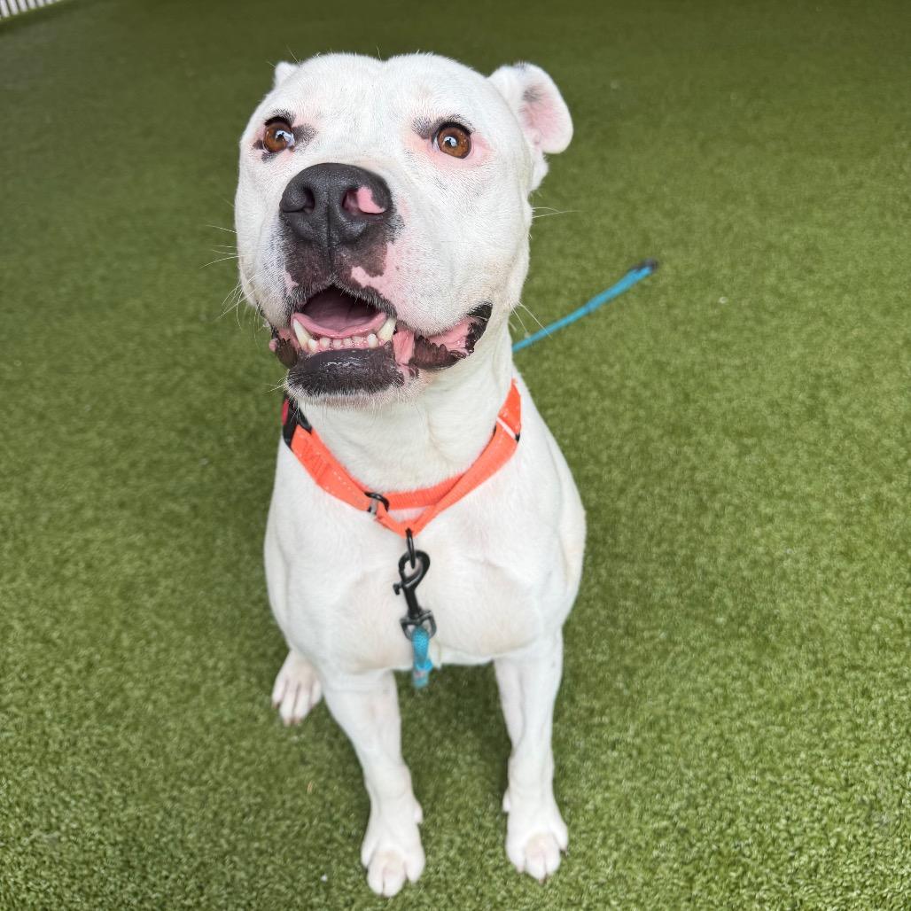 Enlarge Dippity, a Adoptable mixed breed in West Palm Beach, FL image 2/6