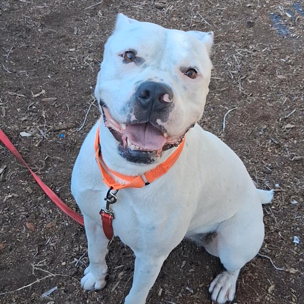 Enlarge Dippity, a Adoptable mixed breed in West Palm Beach, FL image 4/6