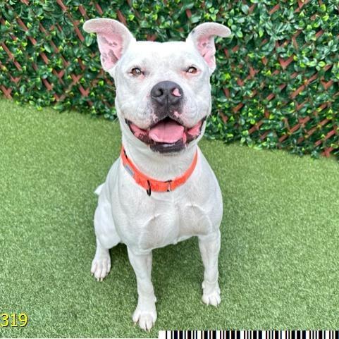 Enlarge Dippity, a Adoptable mixed breed in West Palm Beach, FL image 5/6