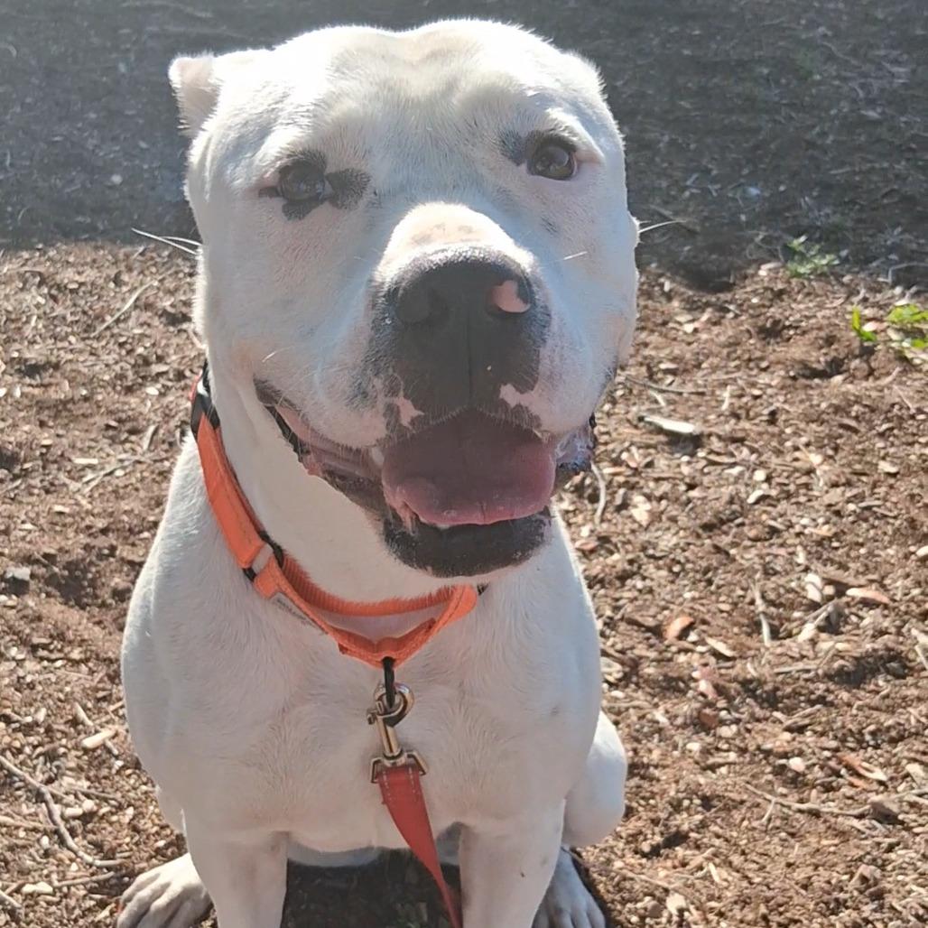 Enlarge Dippity, a Adoptable mixed breed in West Palm Beach, FL image 6/6