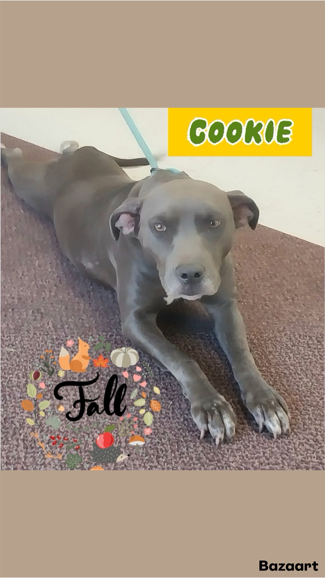 Cookie, a Adoptable mixed breed in Locust Grove, VA image 1/3