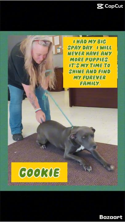 Enlarge Cookie, a Adoptable mixed breed in Locust Grove, VA video 3/3
