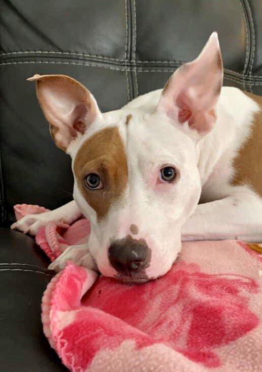 Enlarge Kahlo, a Adoptable mixed breed in Deltona, FL image 1/6