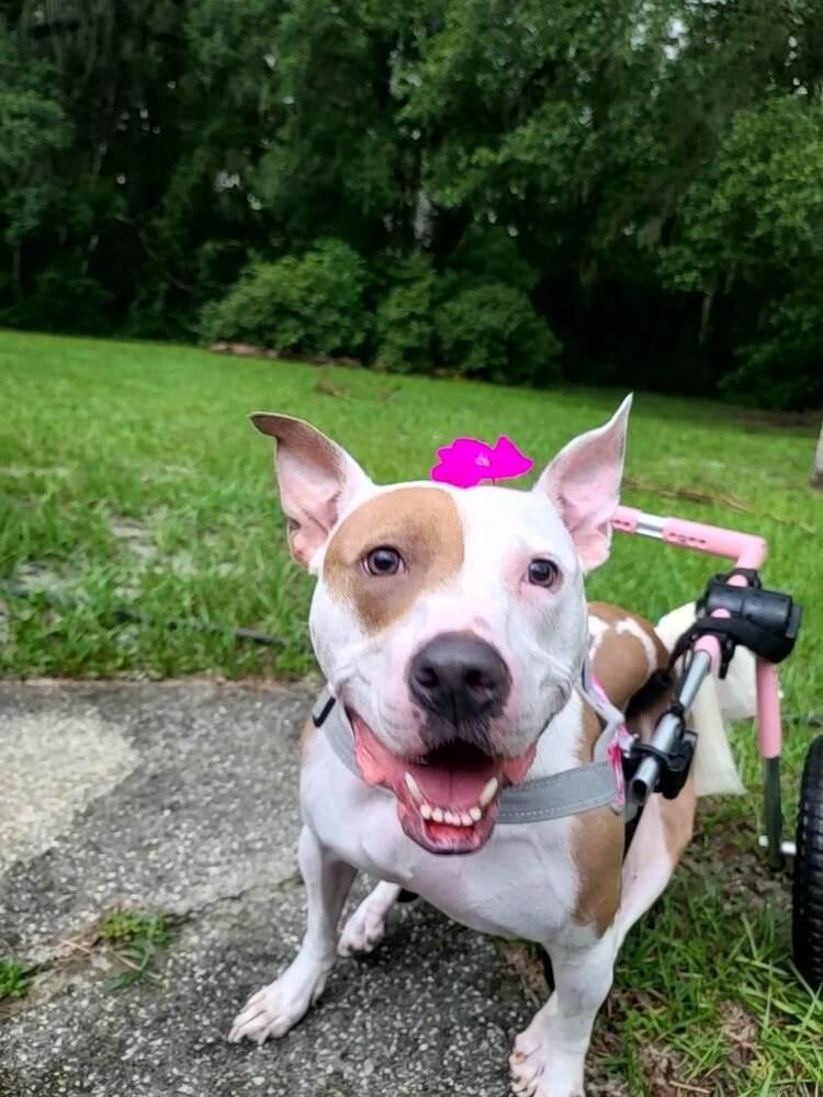 Enlarge Kahlo, a Adoptable mixed breed in Deltona, FL image 5/6