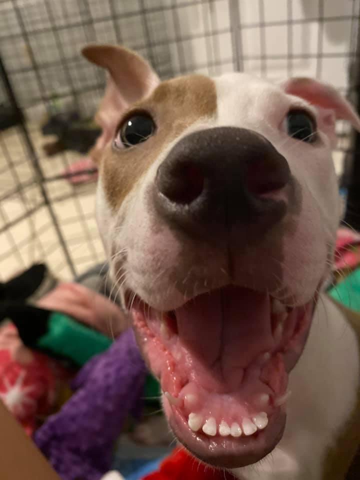 Enlarge Kahlo, a Adoptable mixed breed in Deltona, FL image 6/6