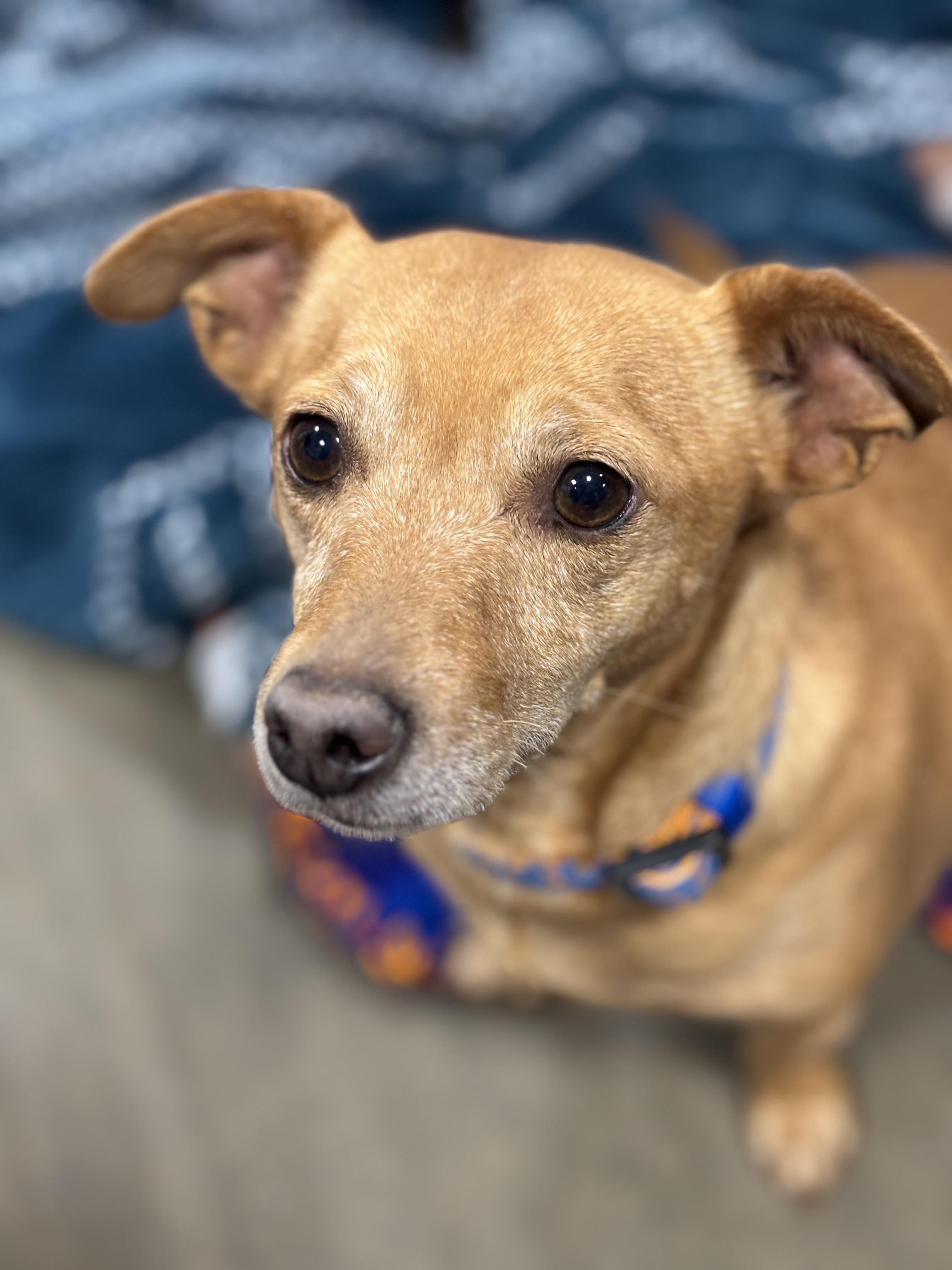 Enlarge Kash, a Adoptable Chihuahua in Hurricane, UT image 3/3