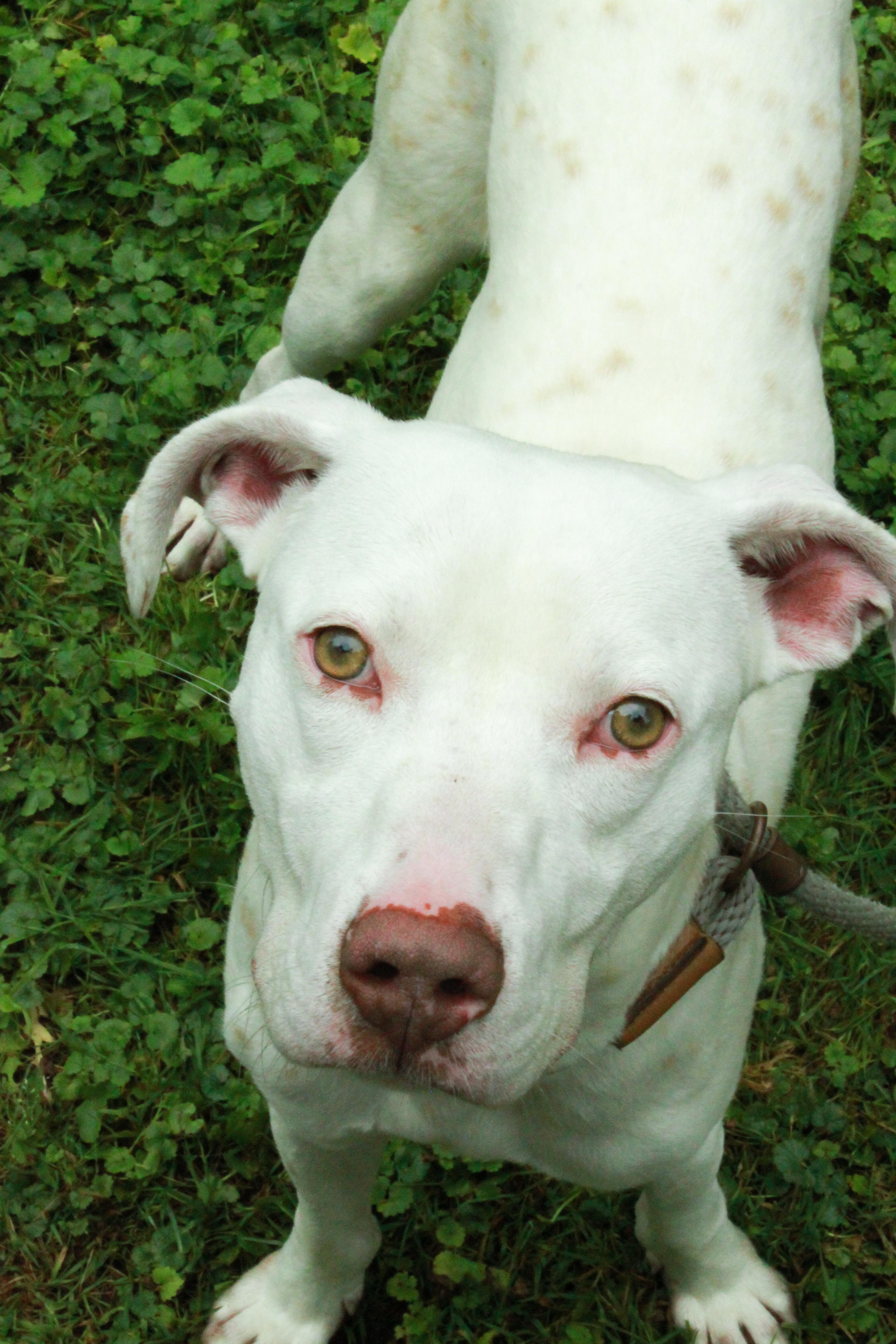 Enlarge Bodie, a Adoptable mixed breed in Ona, WV image 2/2