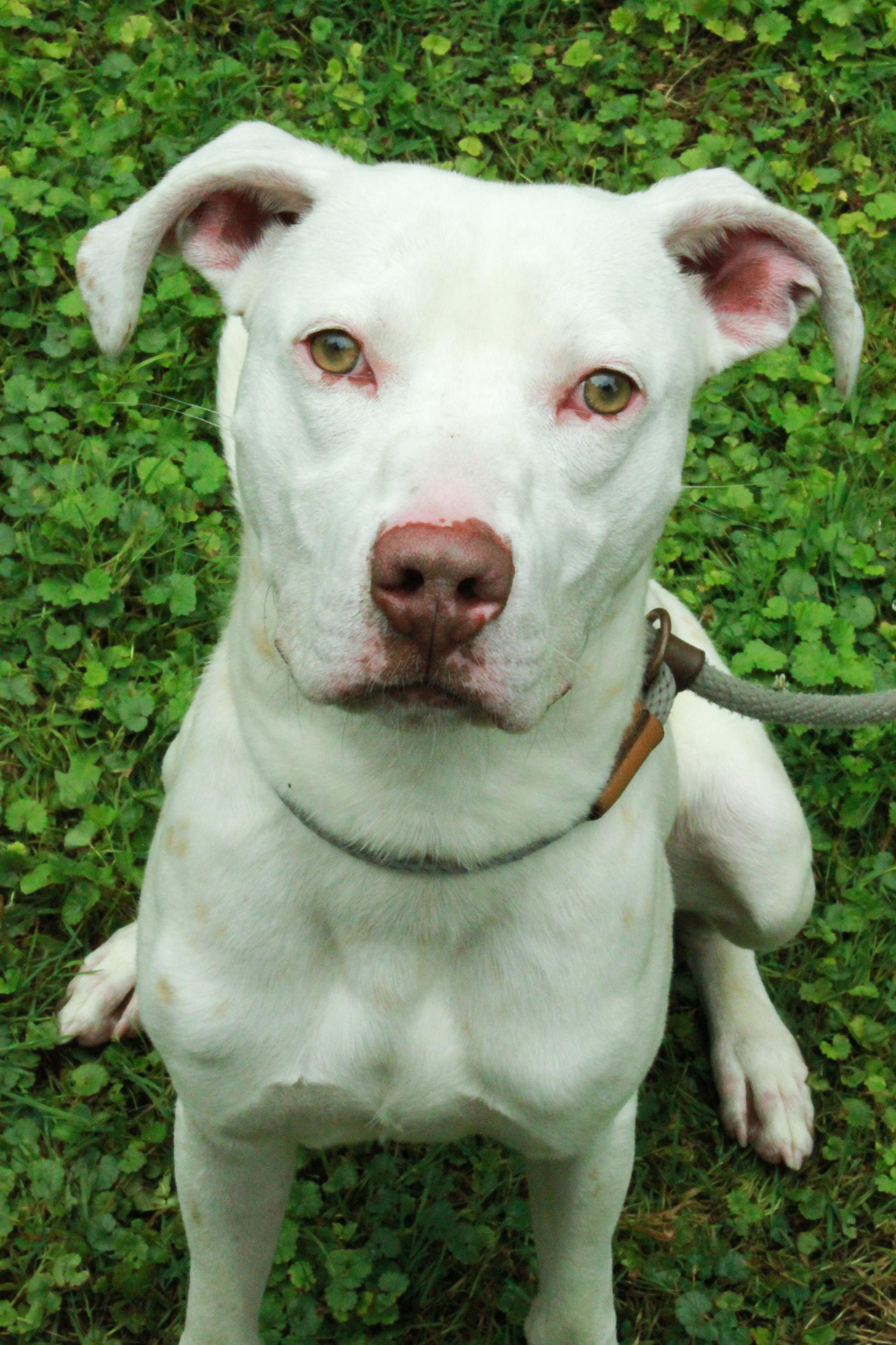 Bodie, Adoptable, Young Male Great Dane & Boxer.