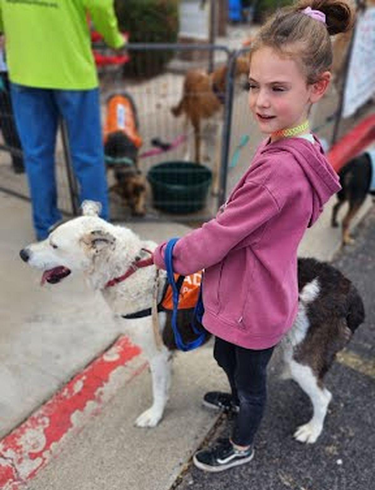 Enlarge Reggie, a Adoptable mixed breed in Cottonwood, AZ image 1/3