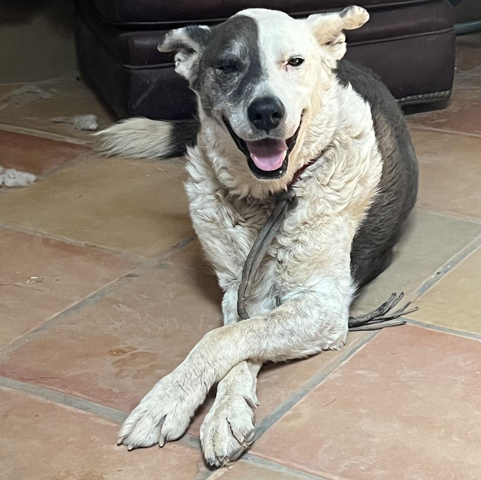 Enlarge Reggie, a Adoptable mixed breed in Cottonwood, AZ image 2/3
