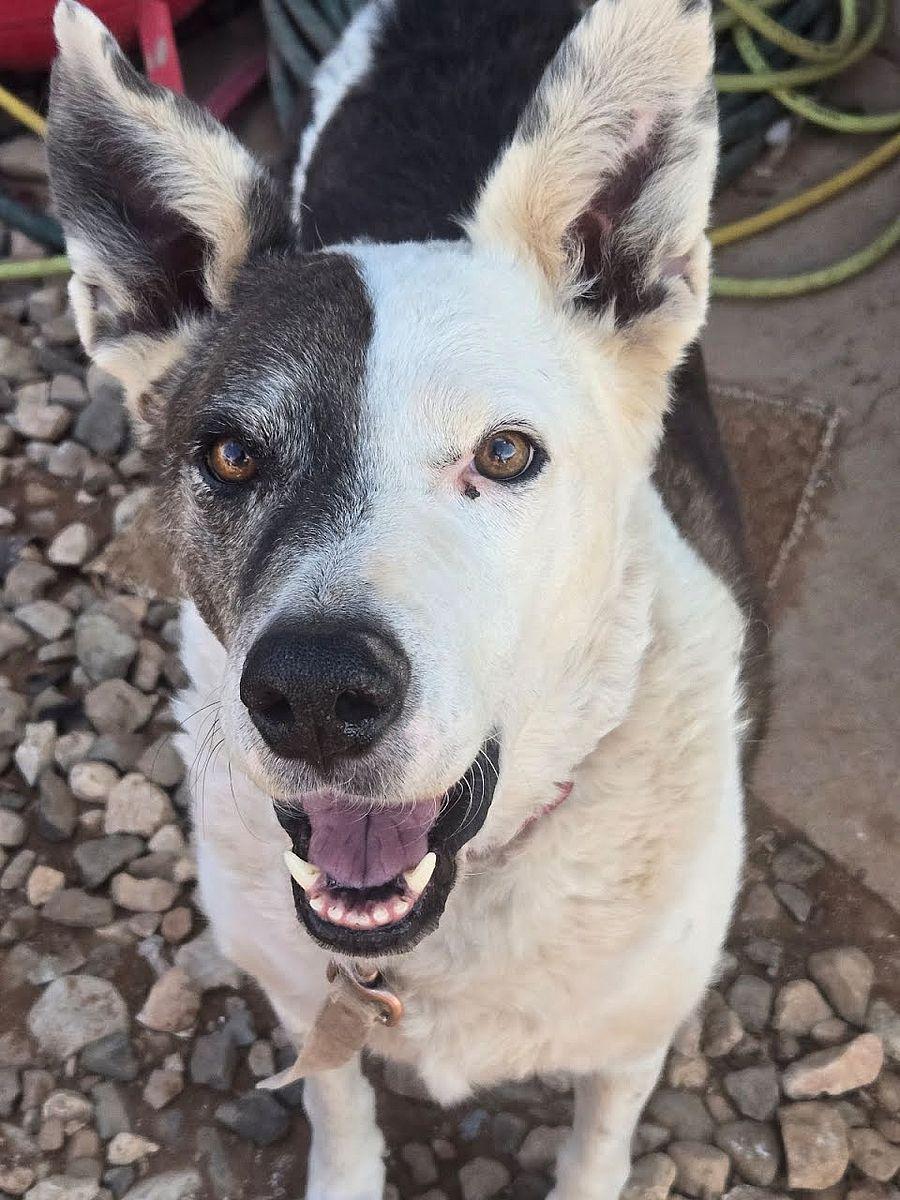 Enlarge Reggie, a Adoptable mixed breed in Cottonwood, AZ image 3/3