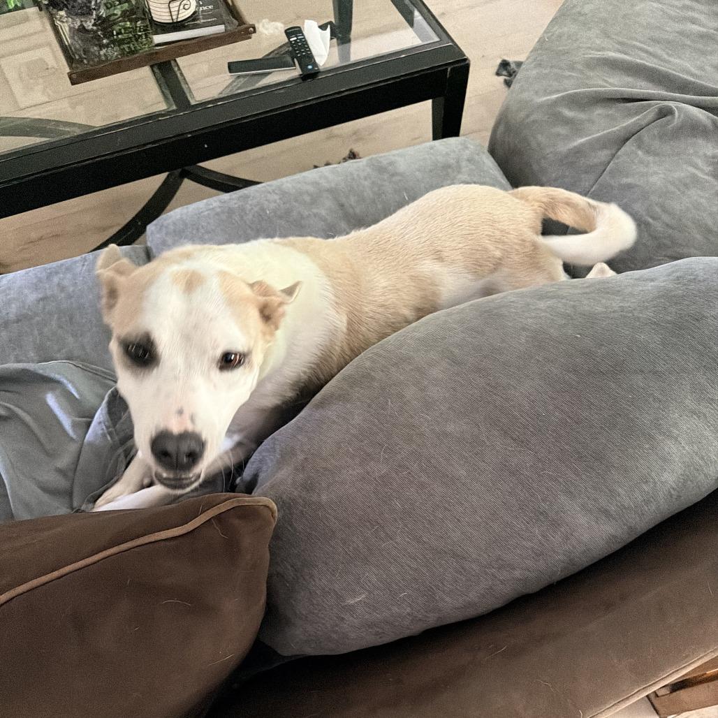 Enlarge Dolly Pawton, a Adoptable mixed breed in Attica, MI image 1/3