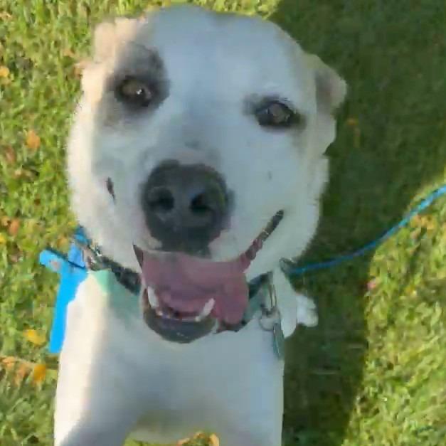Enlarge Dolly Pawton, a Adoptable mixed breed in Attica, MI image 2/3