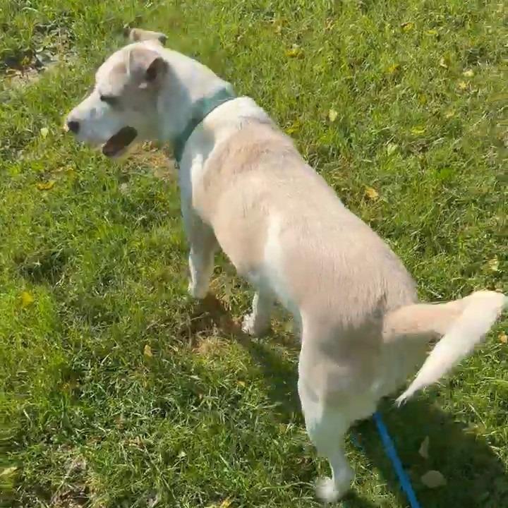 Enlarge Dolly Pawton, a Adoptable mixed breed in Attica, MI image 3/3