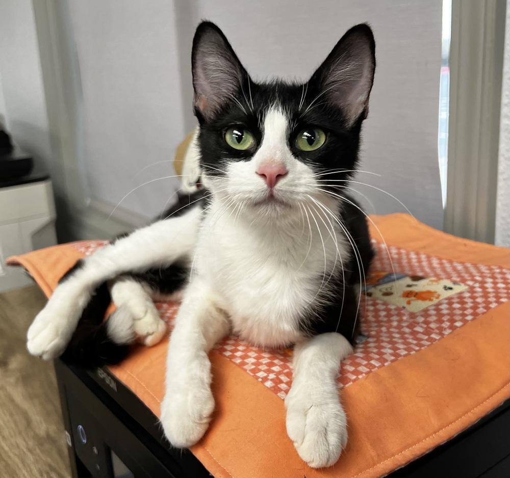 Margaret, Adoptable, Young Female Domestic Short Hair.