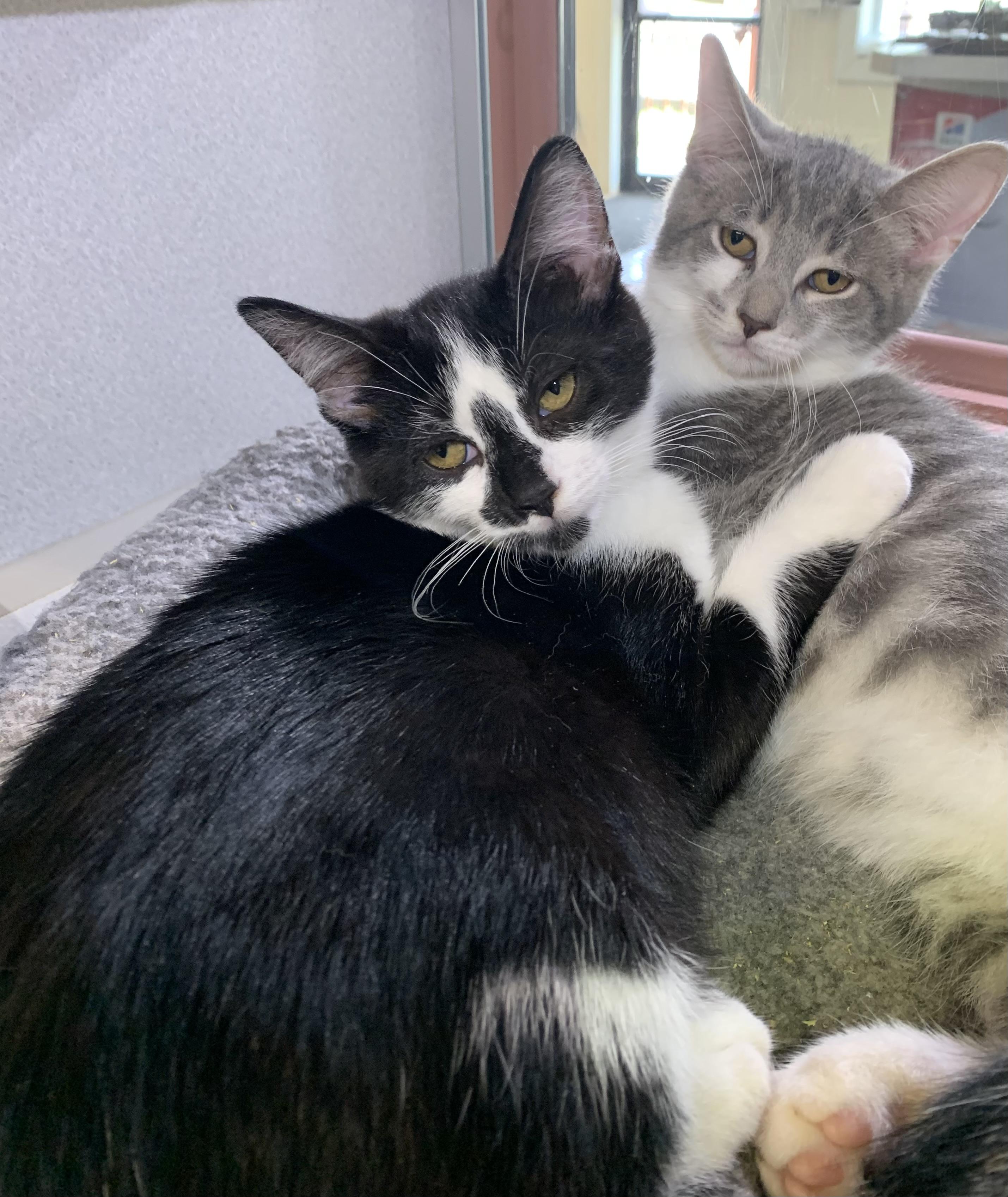 Louie, ADOPTABLE, Young Male Domestic Short Hair.