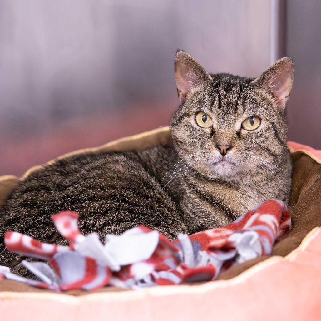 Yuumi, Adoptable, Adult Female Domestic Short Hair.