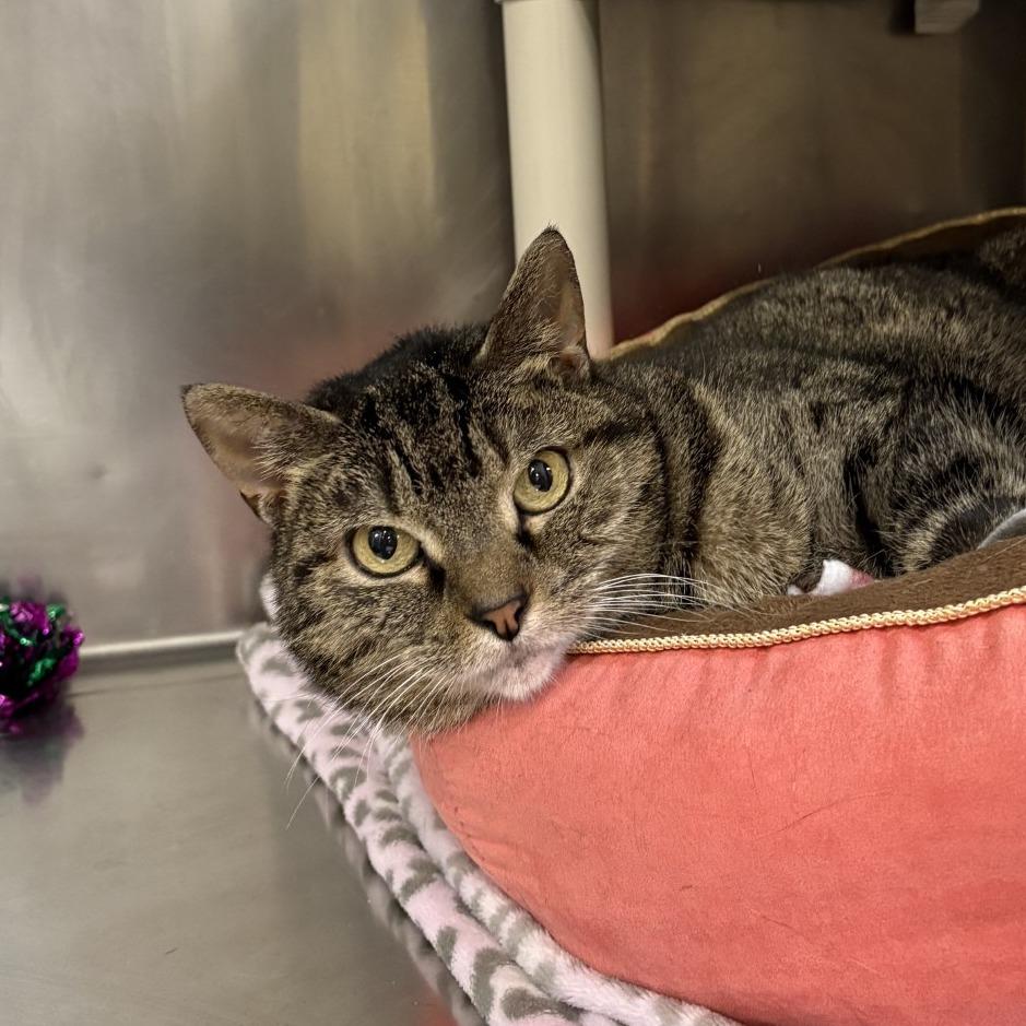 Yuumi, a Adoptable Domestic Short Hair in Mentor, OH image 2/2