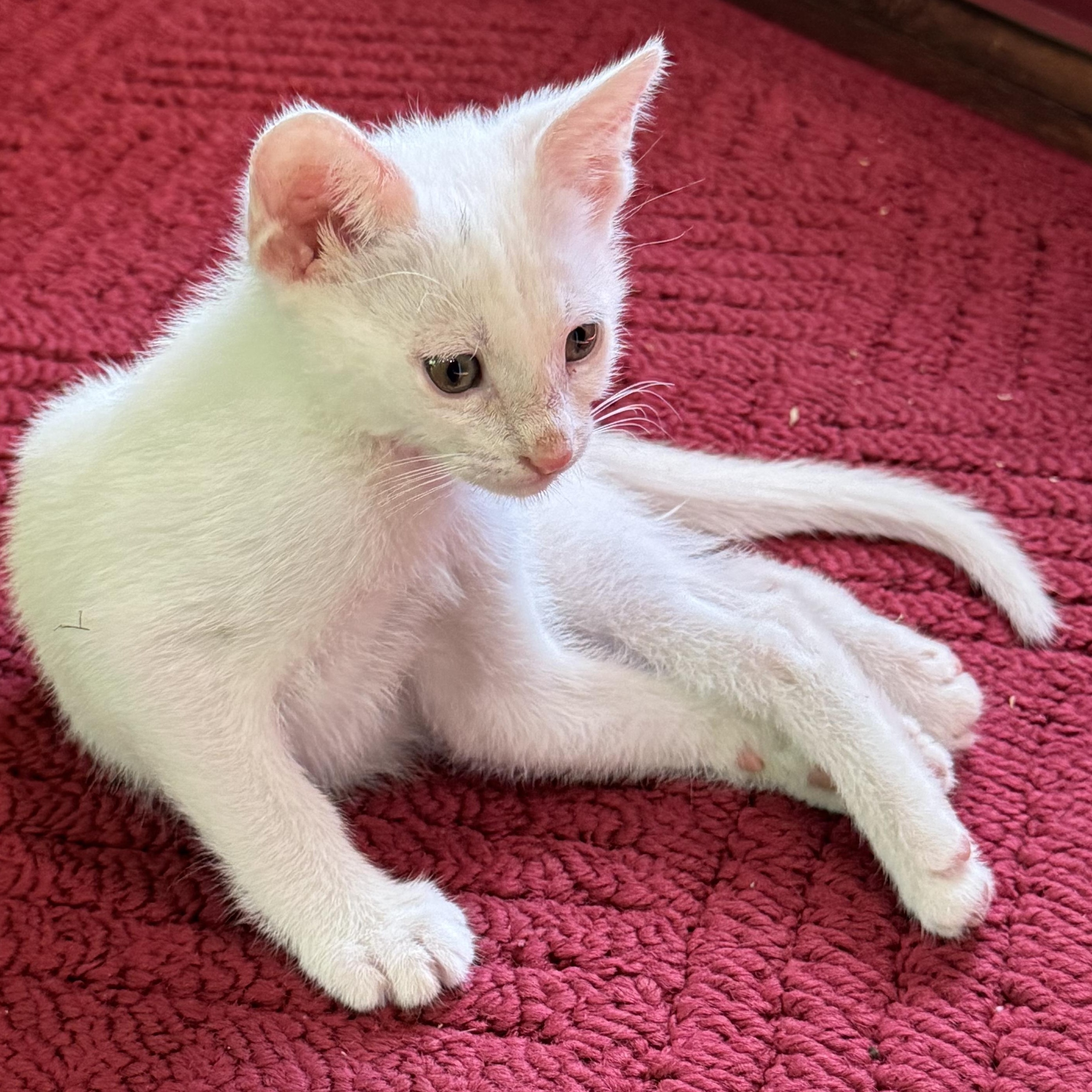Enlarge Excedrine, a ADOPTABLE Domestic Short Hair in Pasco, WA image 2/3