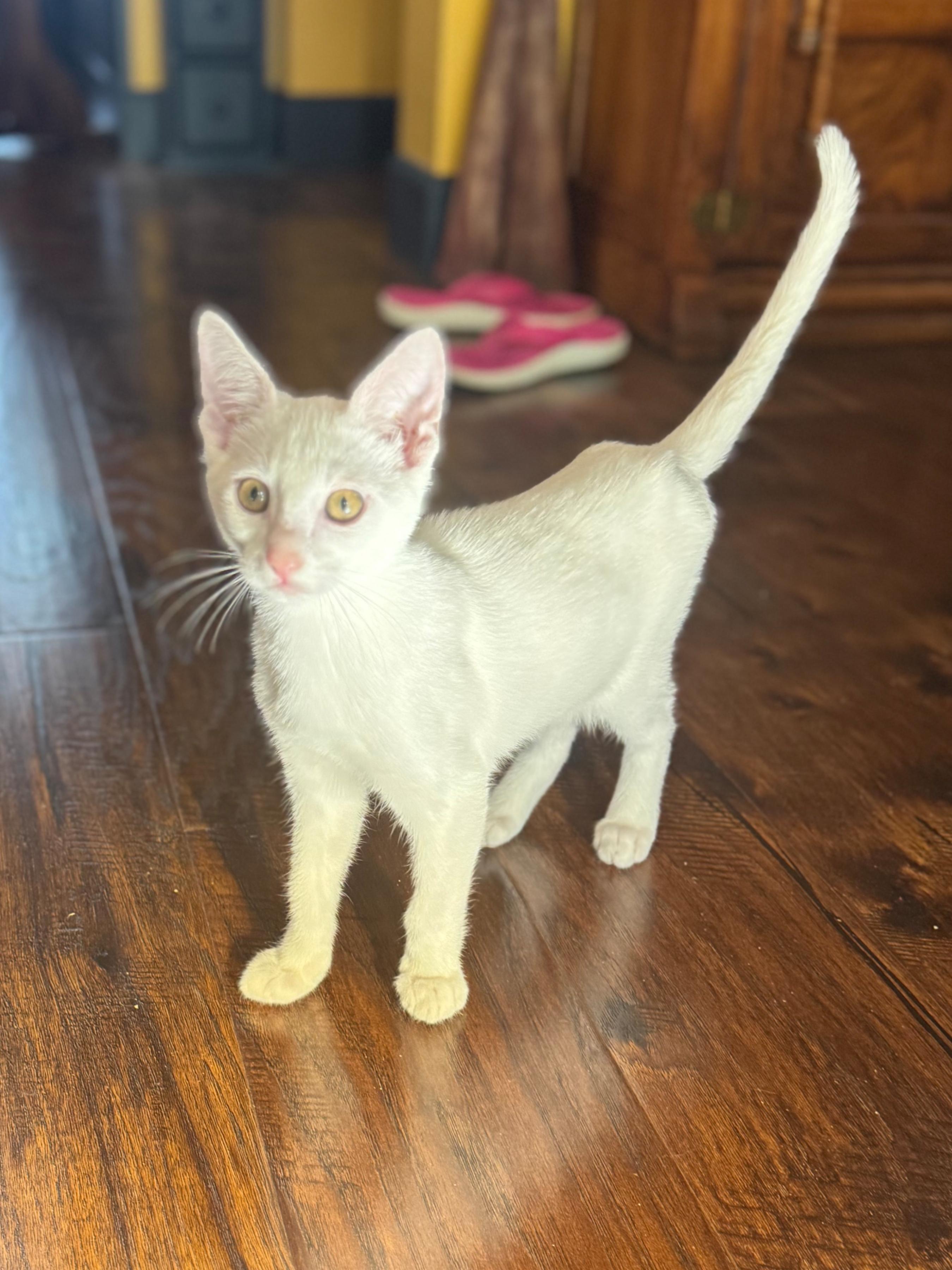 Excedrine, a ADOPTABLE Domestic Short Hair in Pasco, WA image 4/5