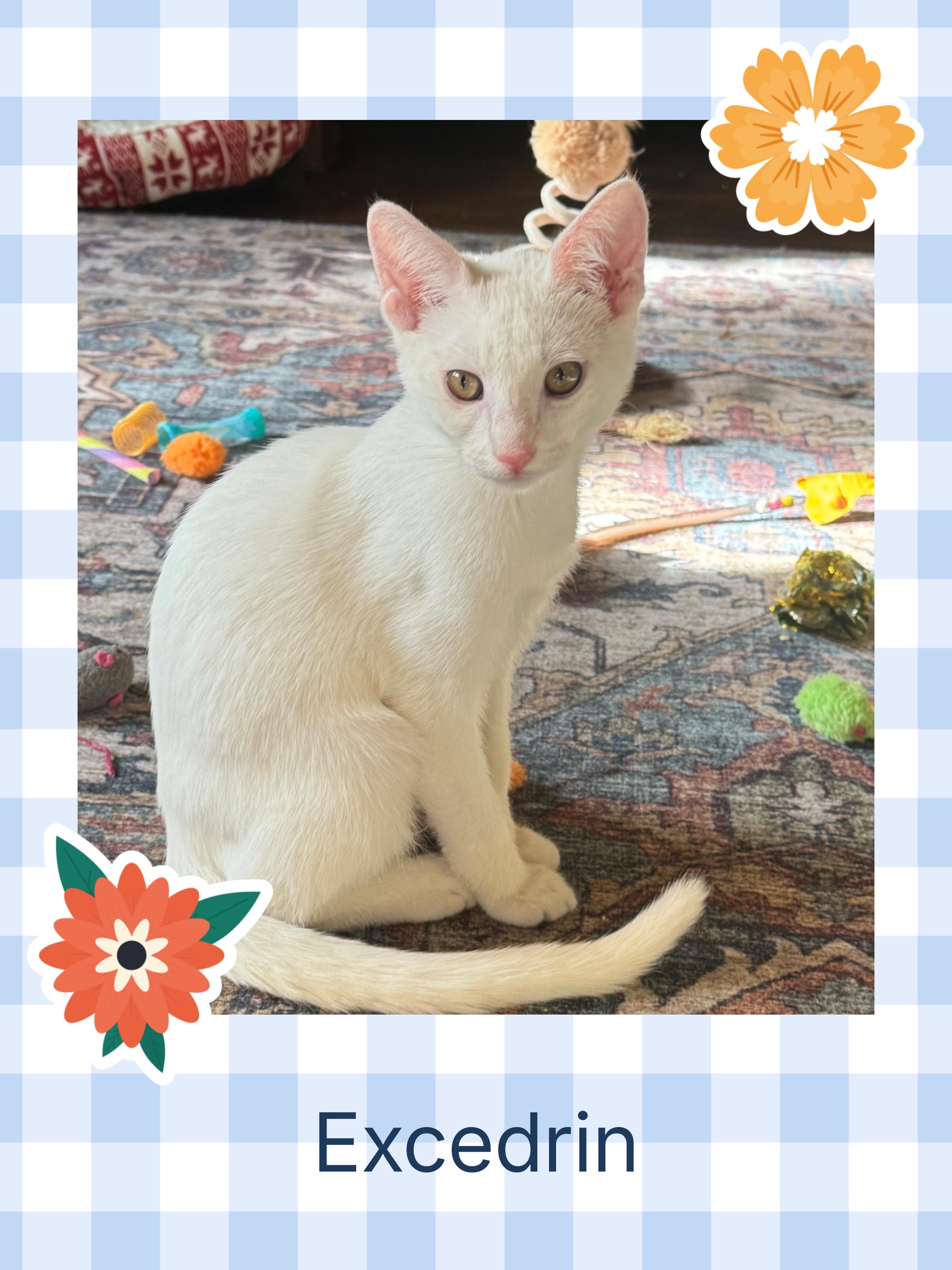 Excedrine, ADOPTABLE, Kitten Male Domestic Short Hair.