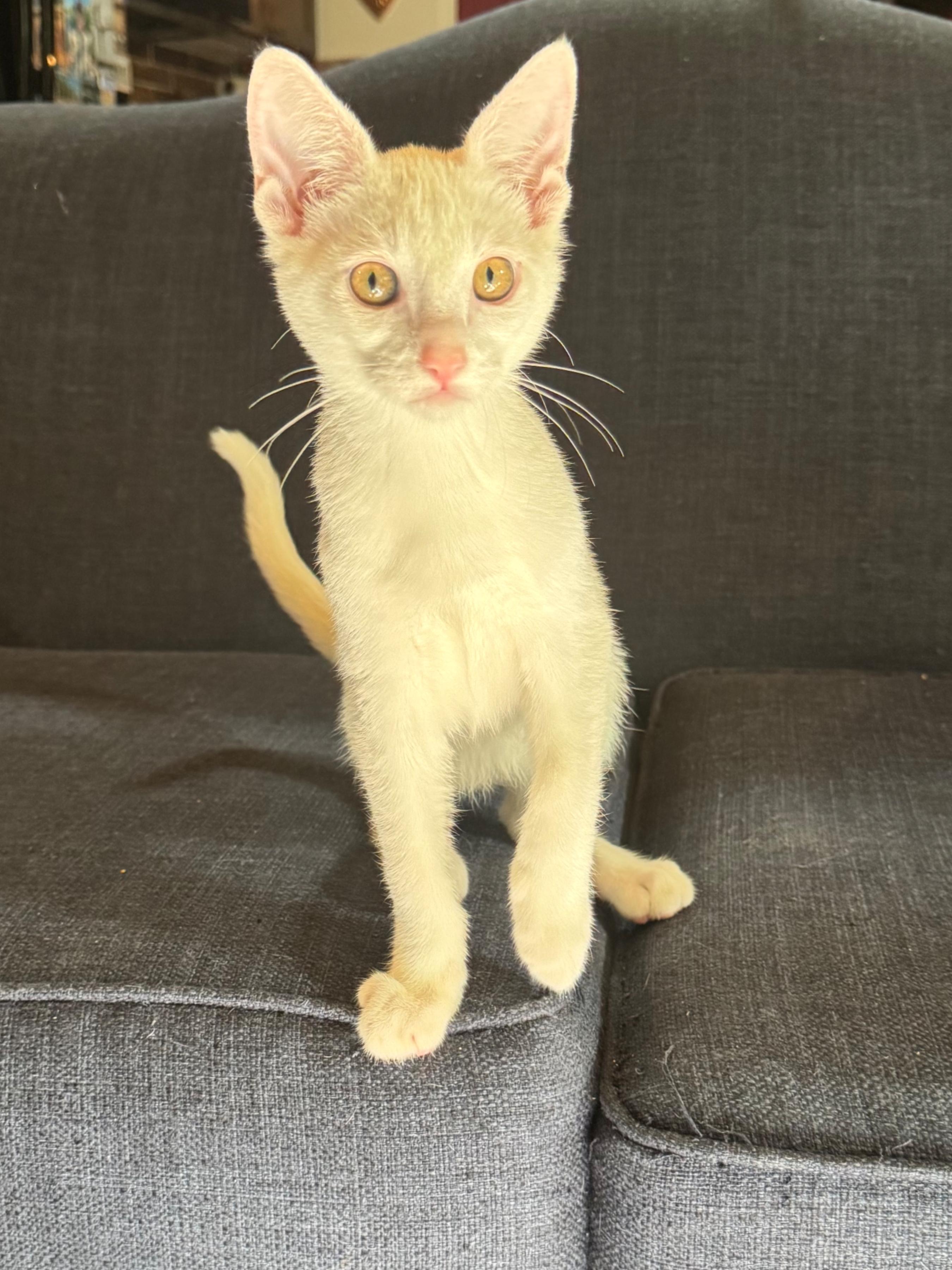 Excedrine, a ADOPTABLE Domestic Short Hair in Pasco, WA image 2/5