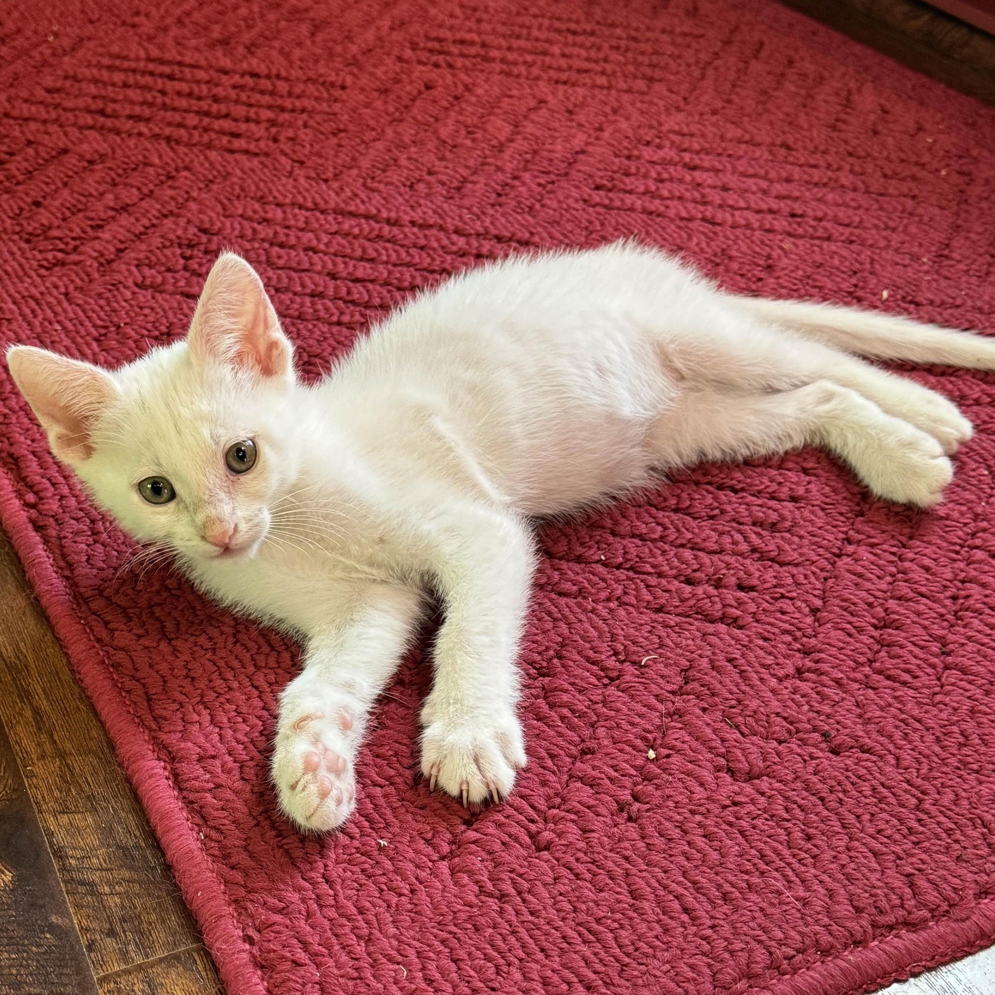 Enlarge Excedrine, a ADOPTABLE Domestic Short Hair in Pasco, WA image 1/3