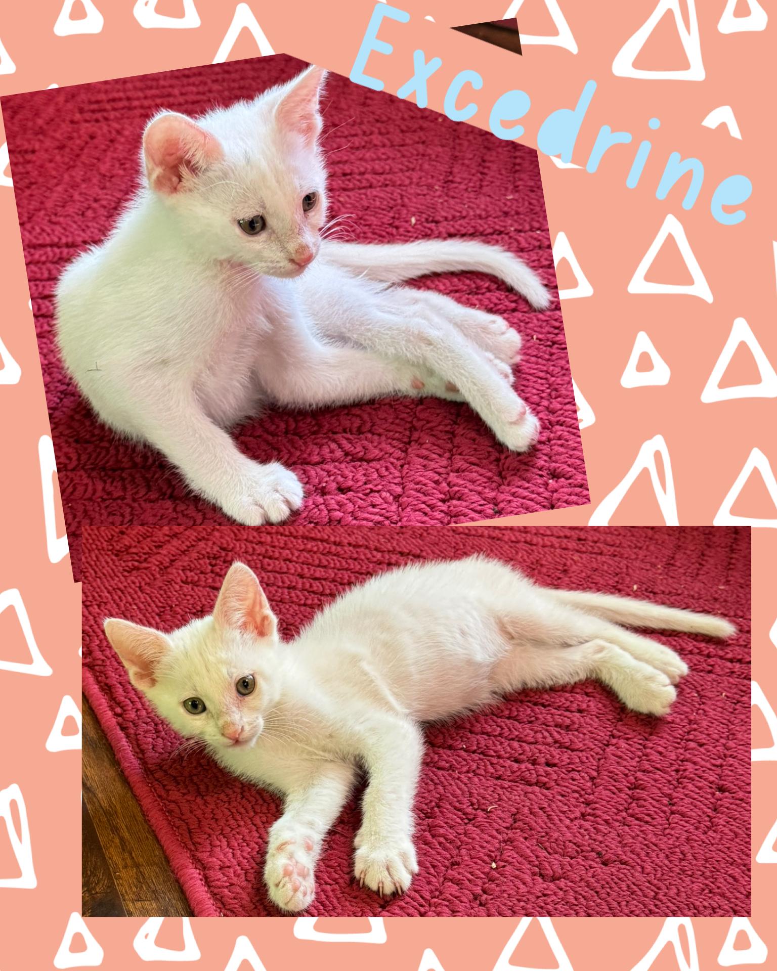 Enlarge Excedrine, a ADOPTABLE Domestic Short Hair in Pasco, WA image 3/3