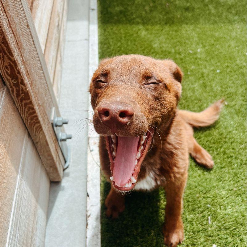Enlarge Josh, an adopted mixed breed in Jackson, WY image 3/6
