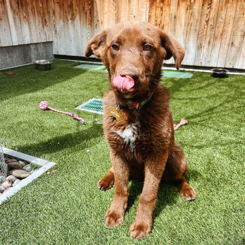 Enlarge Josh, an adopted mixed breed in Jackson, WY image 4/6