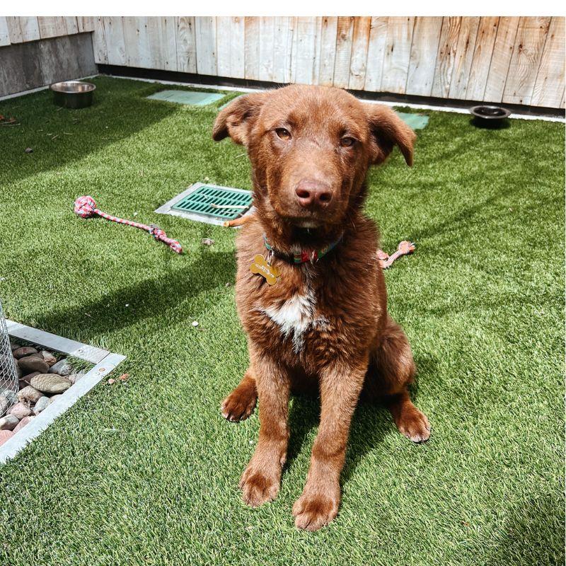 Enlarge Josh, an adopted mixed breed in Jackson, WY image 1/6