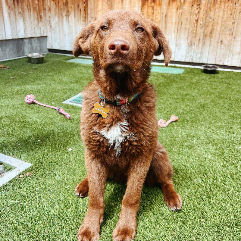 Enlarge Josh, an adopted mixed breed in Jackson, WY image 5/6