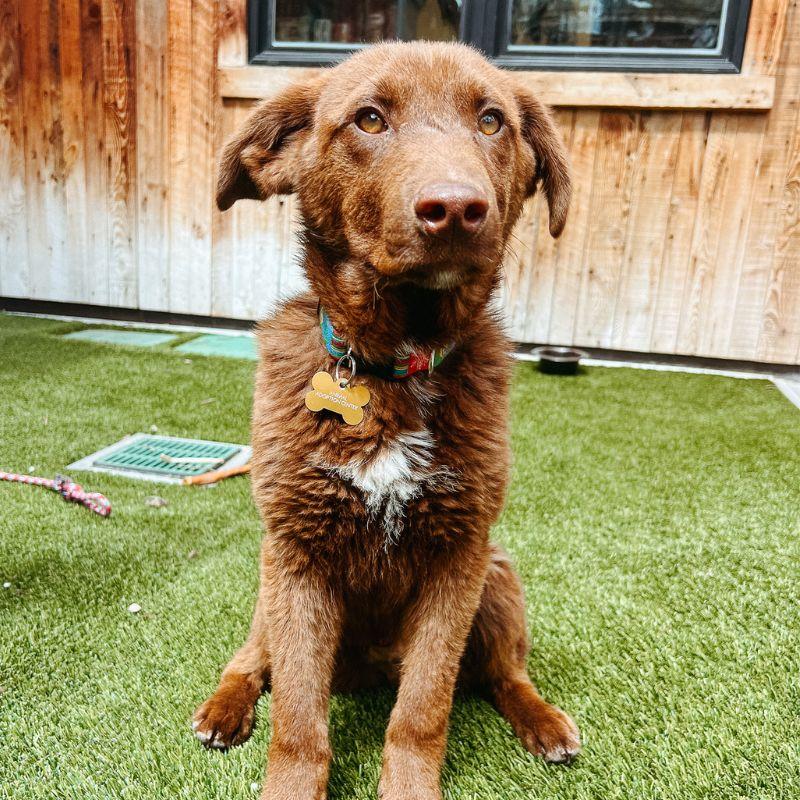 Enlarge Josh, an adopted mixed breed in Jackson, WY image 2/6