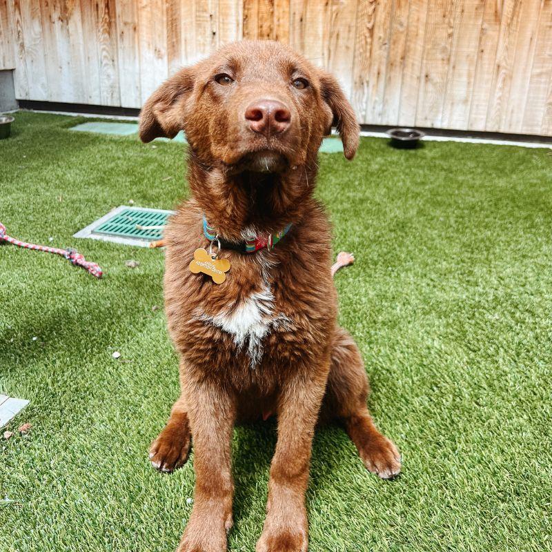 Enlarge Josh, an adopted mixed breed in Jackson, WY image 6/6