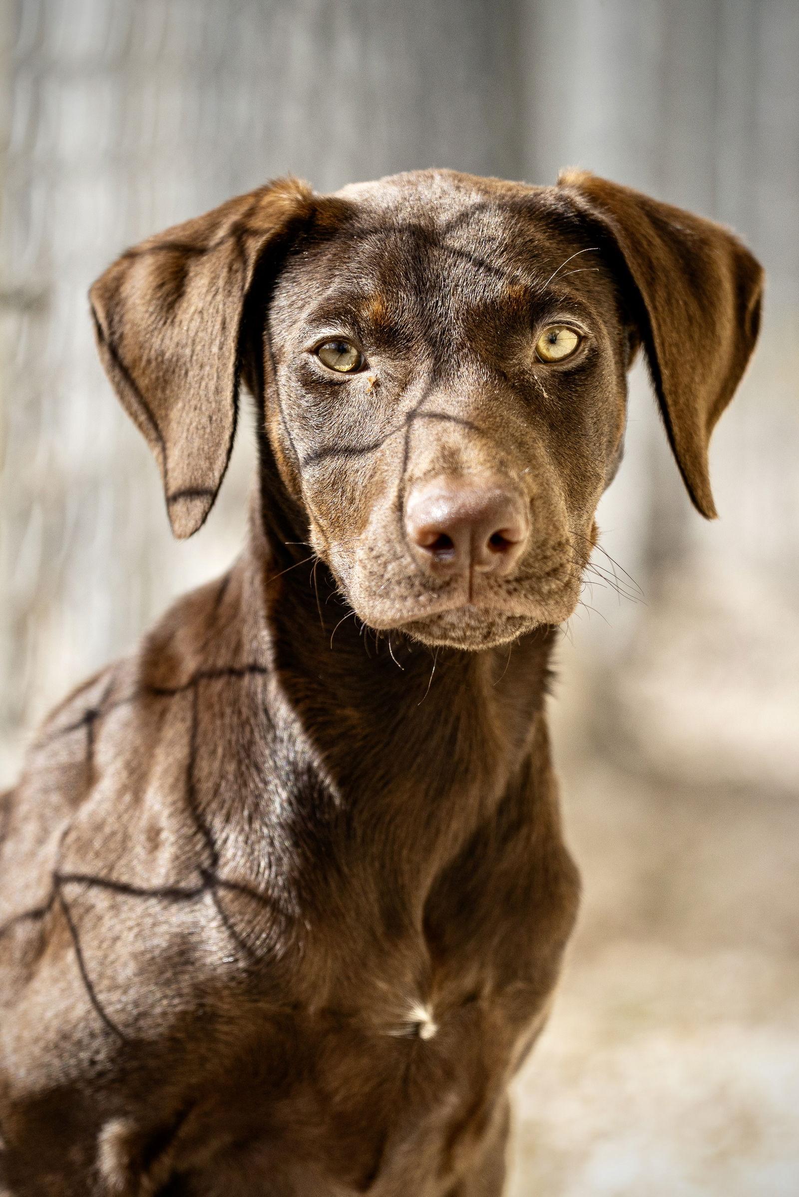 Ruby, Adoptable, Young Male Doberman Pinscher.