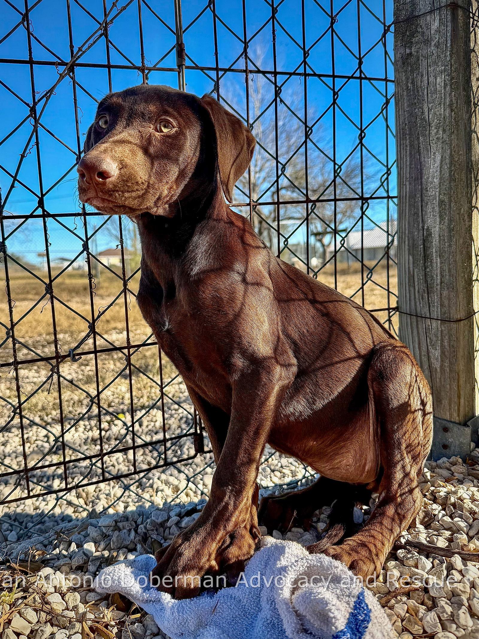 Enlarge Ruby, a Adoptable Doberman Pinscher in San Antonio, TX image 2/3