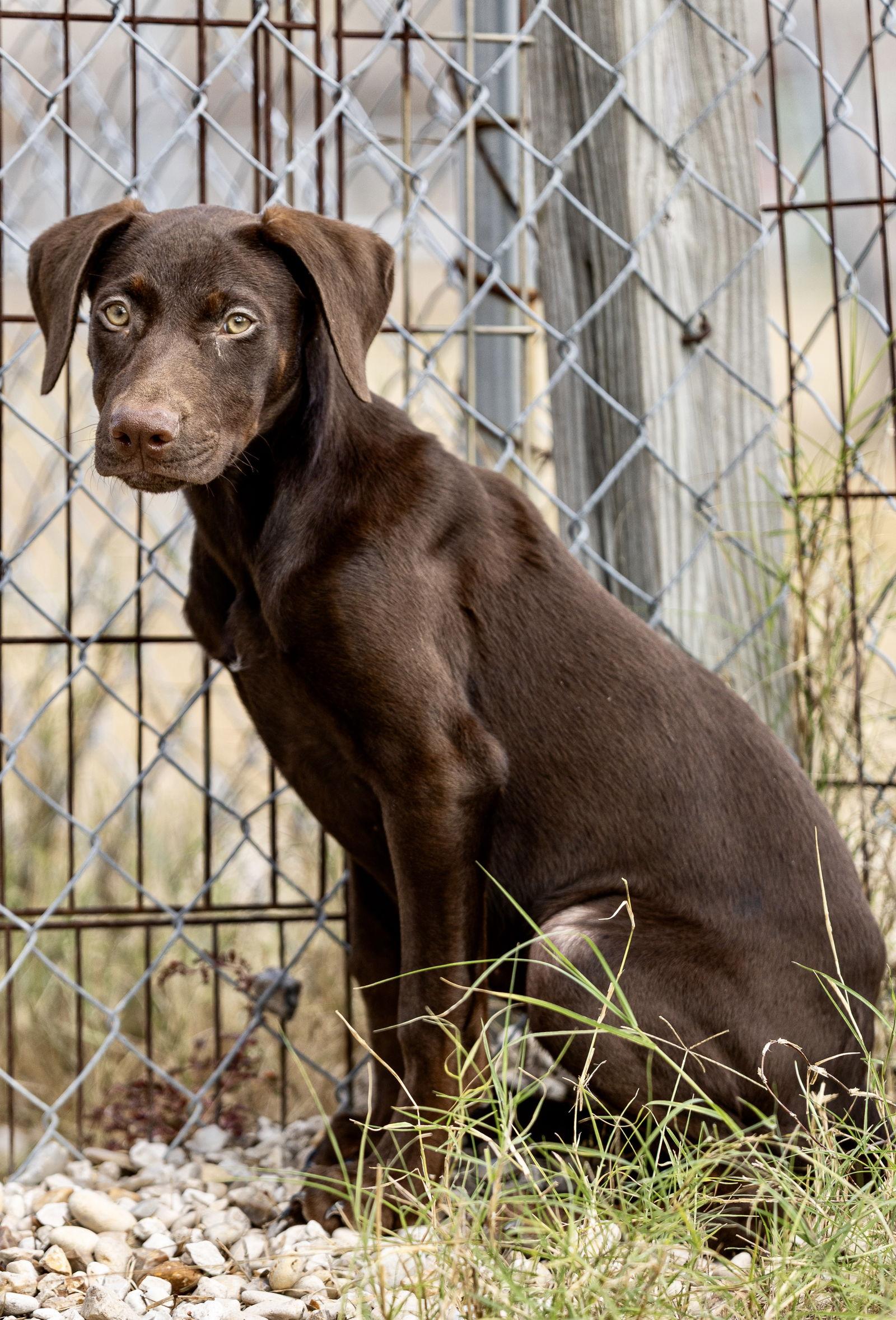 Enlarge Ruby, a Adoptable Doberman Pinscher in San Antonio, TX image 3/3