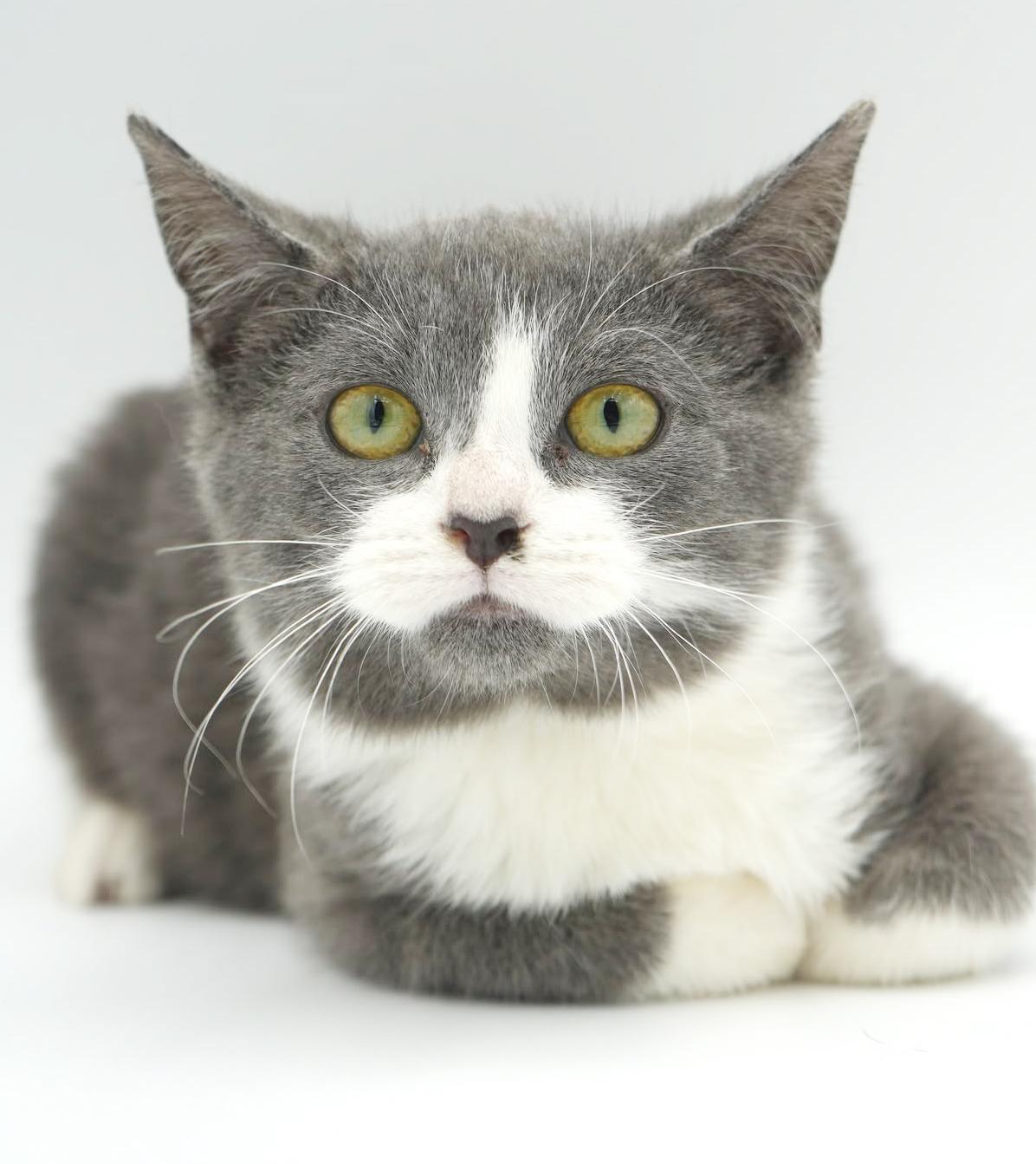 Jill is a silver and white angel!, Adoptable, Kitten Female Russian Blue & Turkish Van.