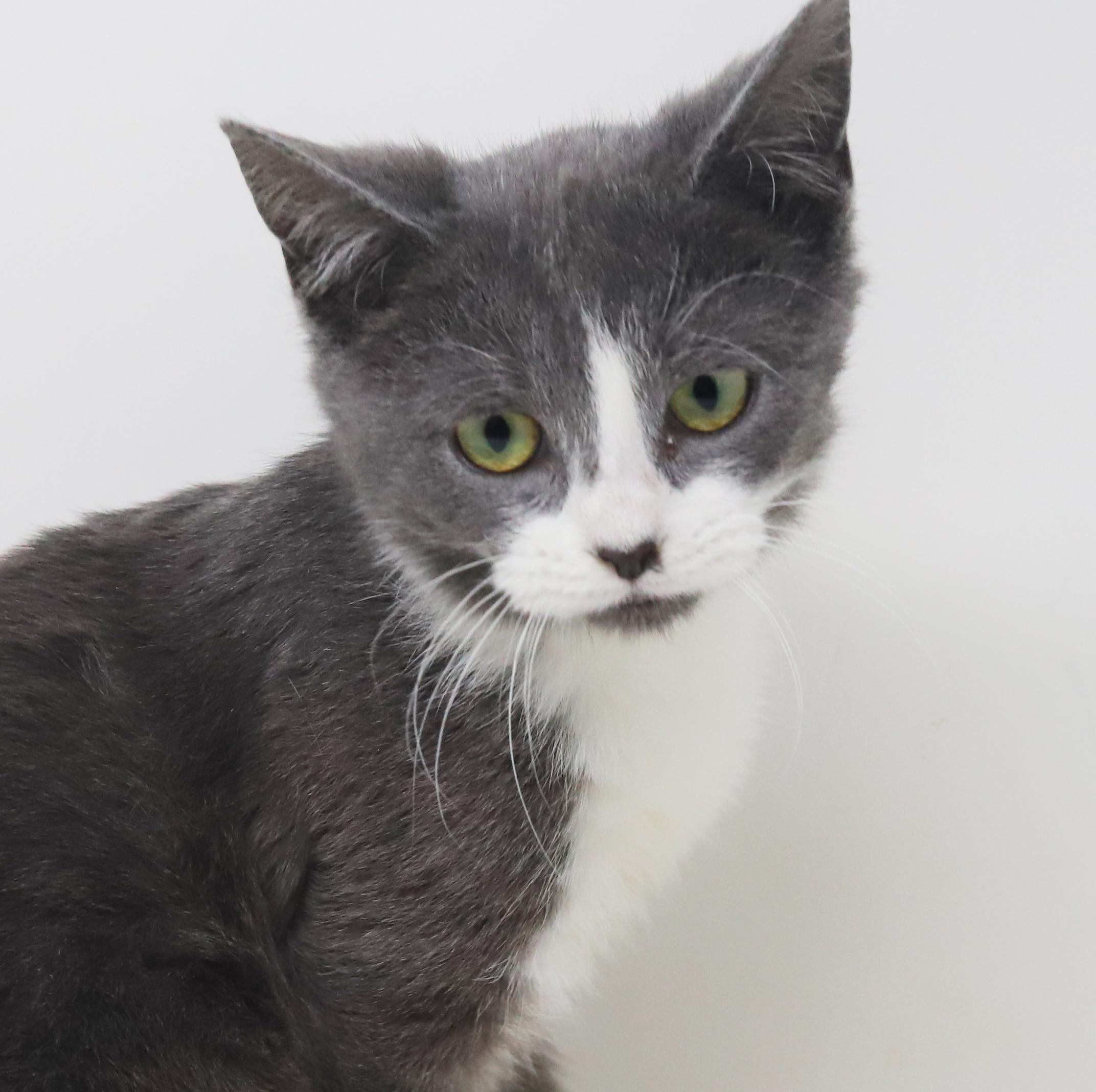 Jill is a silver and white angel!, a Adoptable mixed breed in Bedford Hills, NY image 2/6