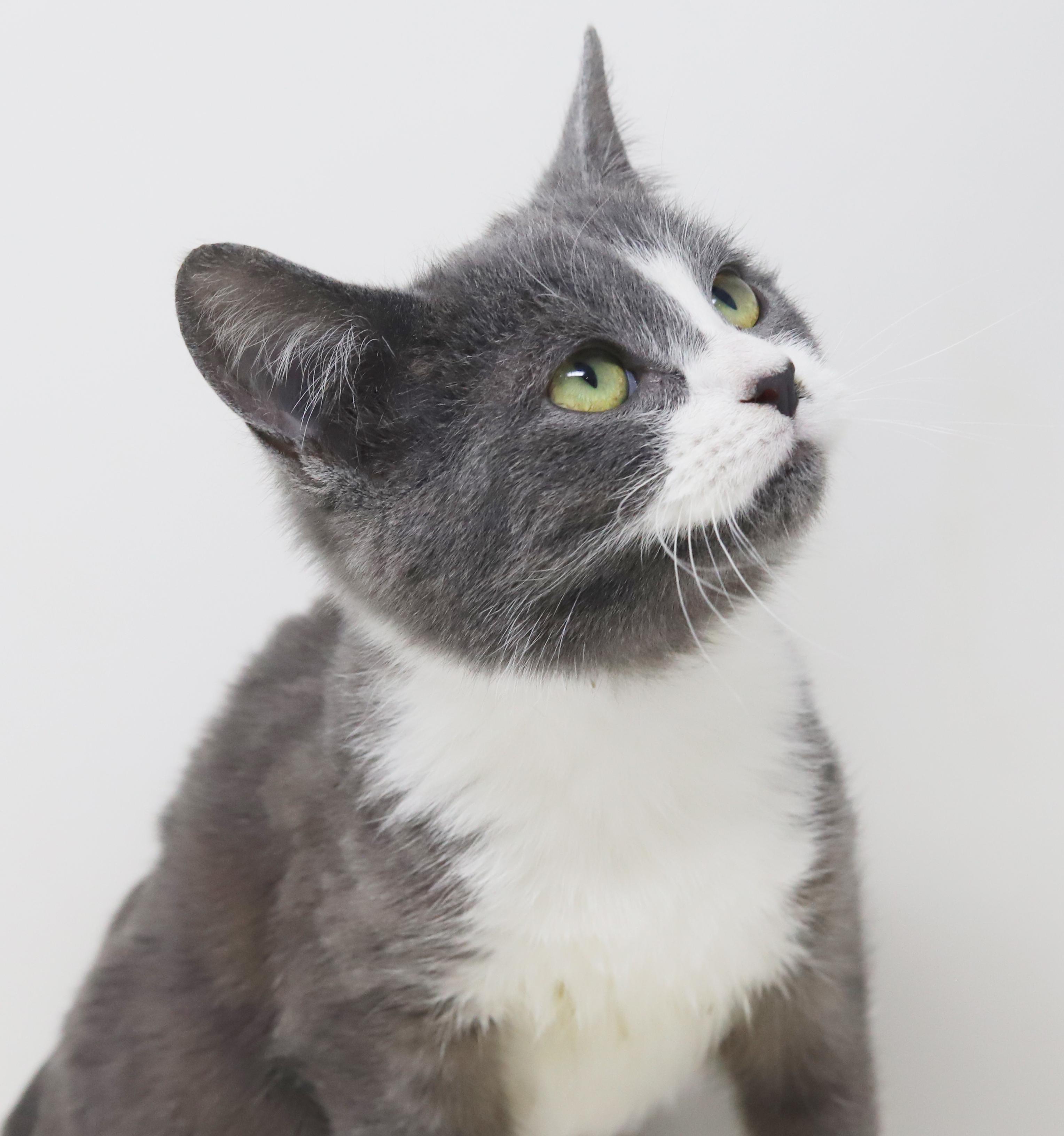 Jill is a silver and white angel!, a Adoptable mixed breed in Bedford Hills, NY image 3/6