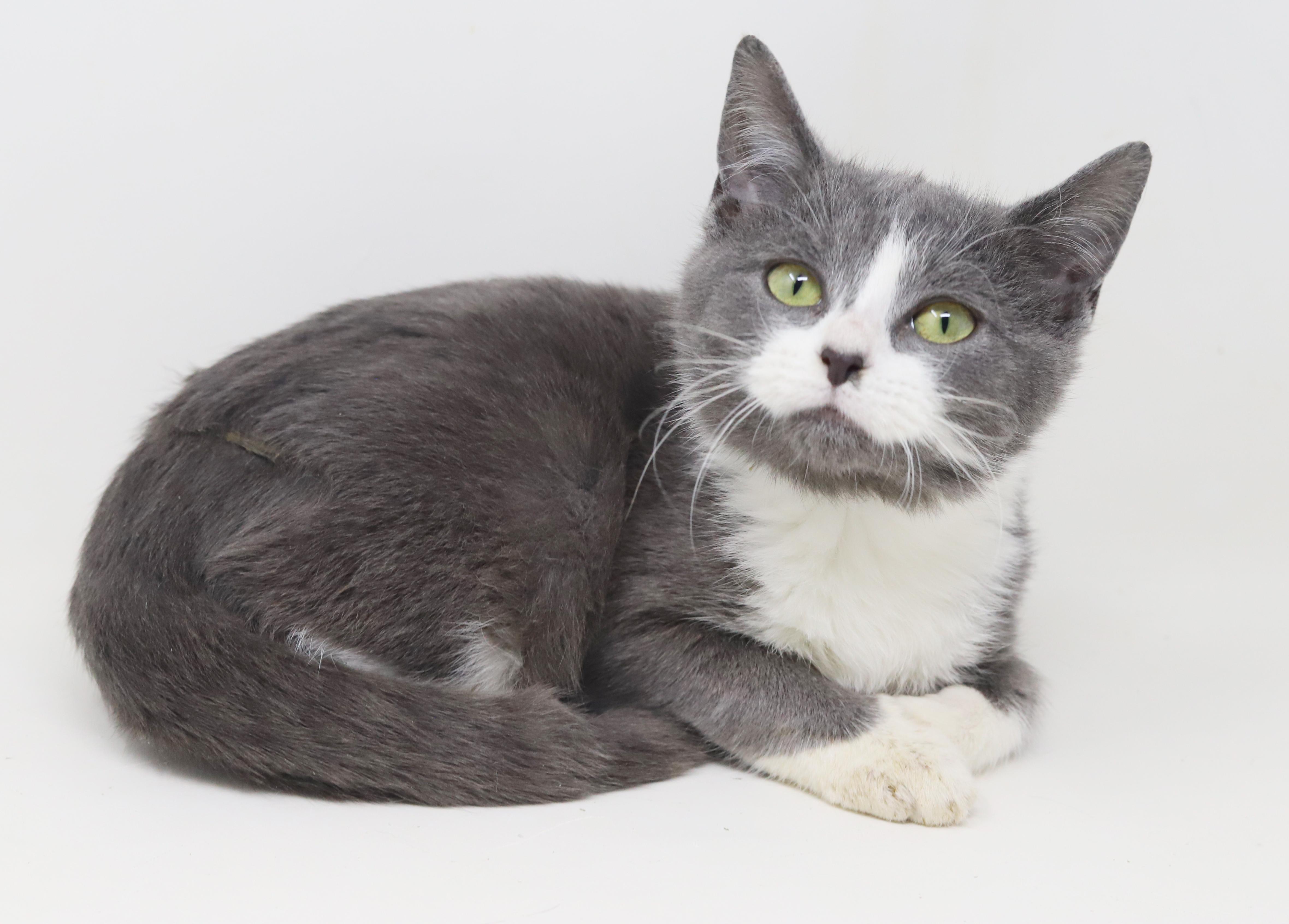 Jill is a silver and white angel!, a Adoptable mixed breed in Bedford Hills, NY image 4/6